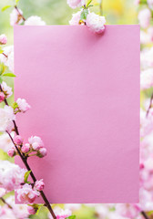 Naklejka na ściany i meble Paper blank between flowering almond branches in blossom. Pink flowers as a frame.