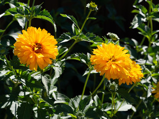 Yellow flowers on a green background, lit by the sun.