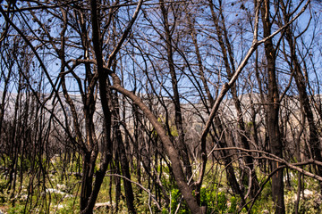 Dry tree branches after a fire.