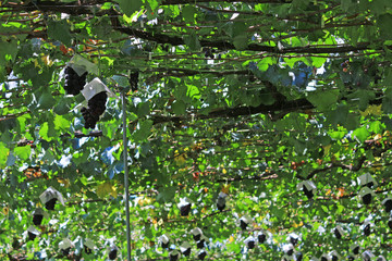 Japanese autumn vineyard landscape with large grown grapes