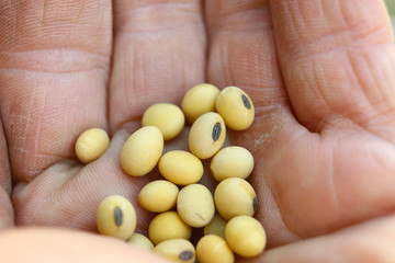 Farmer's hand holds soybean seeds. Healthy Organic Product. Good harvest concept.
