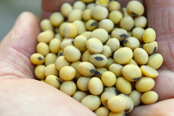 Farmer's hand holds soybean seeds. Healthy Organic Product. Good harvest concept.