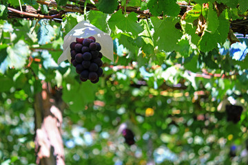 Japanese autumn vineyard landscape with large grown grapes