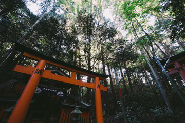 Harmony with Nature : Landscape of Fushimi Inari Taisha