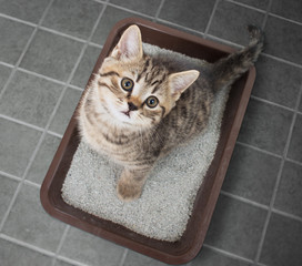 Cat sitting in litter box top view