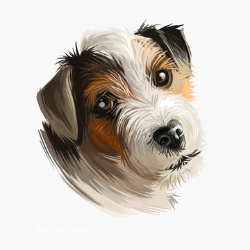 Parson Russell Terrier dog portrait isolated on white. Digital art illustration of hand drawn dog for web, t-shirt print and puppy food cover design. Parson Jack Russell Terrier, original Fox Terrier.