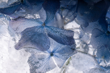 Hortensie in kristallklarem Eis 3