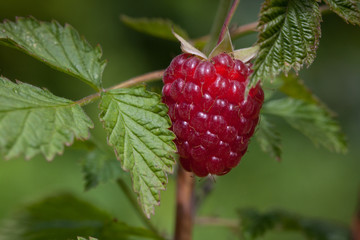 Red raspberry berry on a branch in the garden. Organic farming. Close-up.