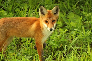 Naklejka na ściany i meble A young, red fox is hunting on the field in mice. A unique image of the surrounding nature and wild animals in their natural habitat