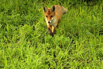 A young, red fox is hunting on the field in mice. A unique image of the surrounding nature and wild animals in their natural habitat