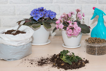Flower transplant. Home flowers violets in white pots. Seedlings of plants on a light table. Close-up.