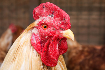 Portrait of a rooster, beautiful male cock with red crest, living free range.