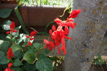 スカーレットセージの花