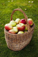 apples in basket in center on the grass