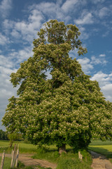 baum1