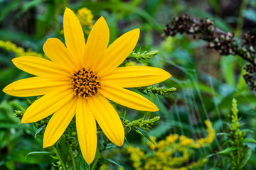 The yellow flower of the Jerusalem artichoke on the background of grass
