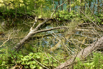 Plitvice Lakes. Wall mural. Trees lie in the water. Old forest.