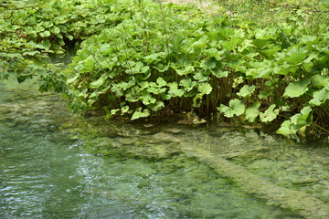 Obraz na płótnie Canvas Plitvice Lakes. Nature photo wallpaper. Summer landscape.