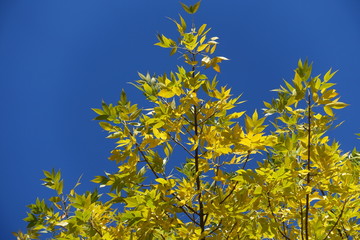 Greenish yellow leaves on branches of ash tree against blue sky in October