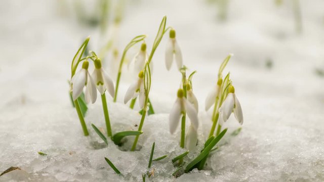 Beautiful snowdrops flowers blooming and snow melting fast in spring time lapse