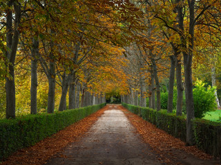 Fototapeta na wymiar Road in forest in the middle of Autumn