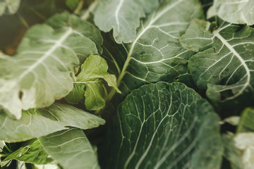 Leaves and Kapan of ripe cabbage in the garden