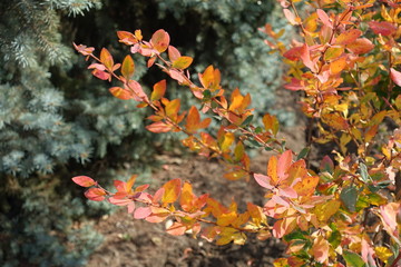Colorful autumnal foliage of common barberry in October