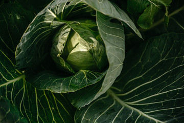 Obraz premium Leaves and Kapan of ripe cabbage in the garden