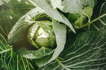Leaves and Kapan of ripe cabbage in the garden