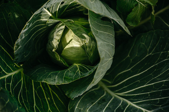 Leaves and Kapan of ripe cabbage in the garden
