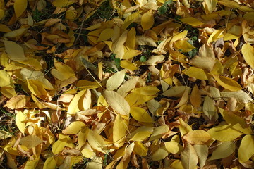 Bright yellow fallen leaves of red ash tree from above