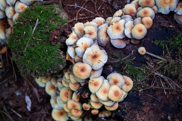 Collection of mushrooms