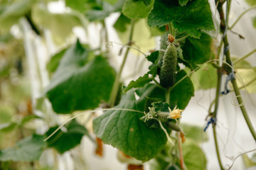 Cucumbers suspended in a greenhouse, close-up