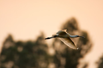 The Eurasian spoonbill on bird colony in Lonjsko polje, Croatia