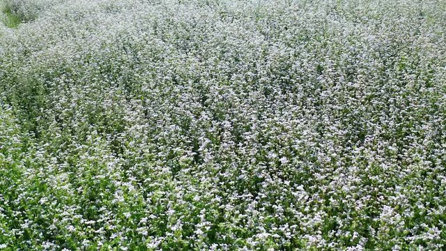 Aerial 4K - Grano Saraceno (Fagopyrum esculentum) - Piantagione in Valtellina (IT) 