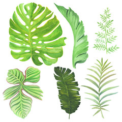 aquarel set heldere tropische palmbladeren voor ontwerp