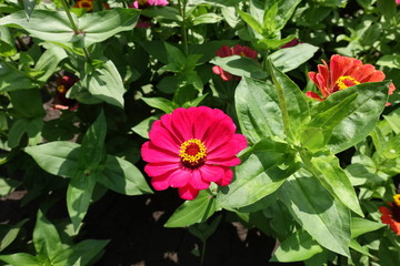Radiant magenta colored flower head of zinnia