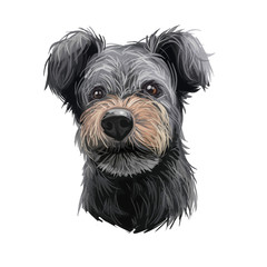 Pumi dog portrait isolated on white. Digital art illustration of hand drawn dog for web, t-shirt print and puppy food cover design. Pumik breed of sheep dog from Hungary, Hungarian herding terrier.