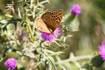 Butterfly on a flower