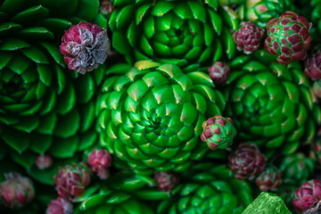 Fototapeta premium collection of beautiful succulent flowers, close up