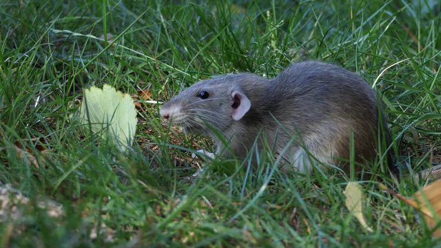 Rat on grass. Close-up view. Royalty free footage related to nature, animals, rodents., ecology., pets