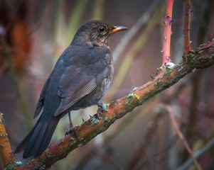 Amsel im herbstlichen Strauch