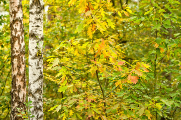 Fototapeta premium Beautiful autumn scenery in a deciduous forest in Germany in late summer in September with yellow and green leaves and maples and birch trees