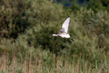 The Eurasian spoonbill on bird colony in Lonjsko polje, Croatia