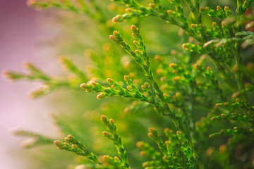 green young thuja branches on blurred background, close view 