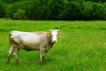 one common grazing cow looking at the camera