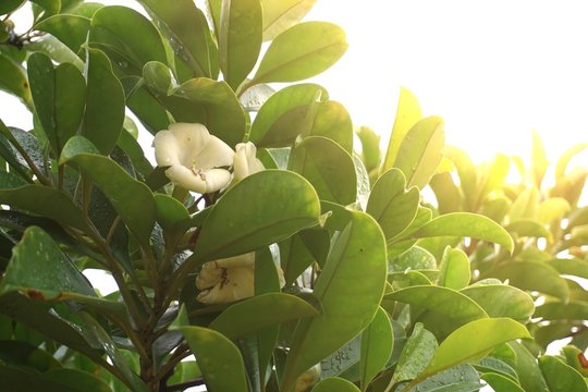 White flowers have a mild fragrance called Fagraea ceilanica thunb, perfume flower tree, pua keni keni, trai tichlan, lau bin.