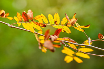 Beautiful autumn closeup in a deciduous forest in Germany in late summer in September with yellow, brown and green leaves of an rowan tree