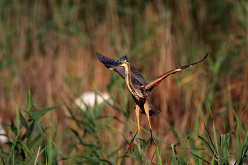 The purple heron nesting in bird colony in Lonjsko polje, Croatia