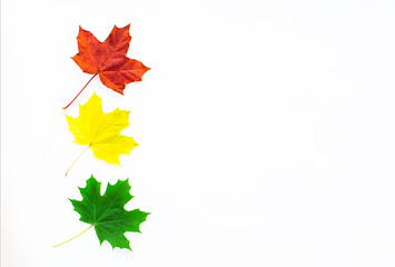 Red, green and yellow maple leaves on a white background. Autumn concept. Flat lay.